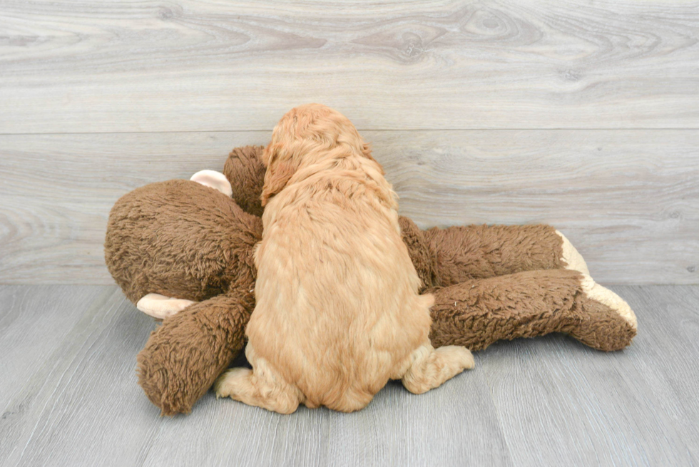 Best Cavapoo Baby