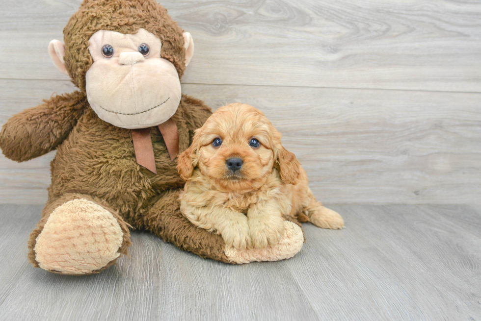 Best Cavapoo Baby