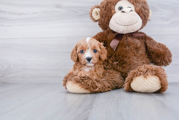 Cavapoo Pup Being Cute