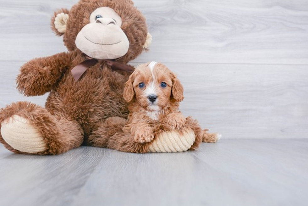 Popular Cavapoo Poodle Mix Pup