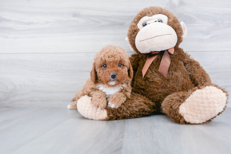 Friendly Cavapoo Baby