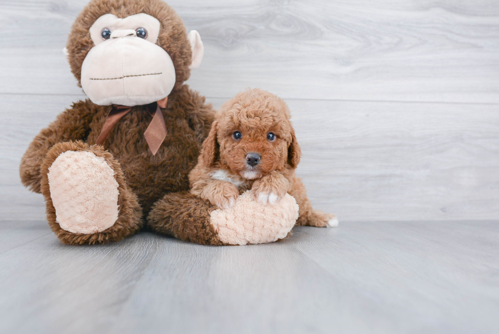 Cavapoo Pup Being Cute