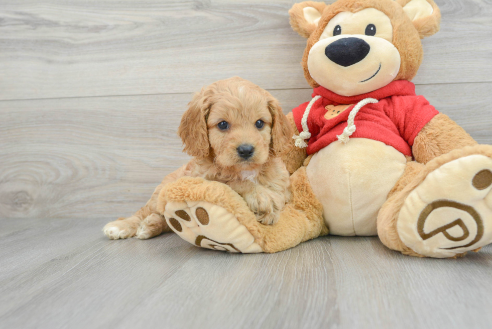 Hypoallergenic Cavoodle Poodle Mix Puppy