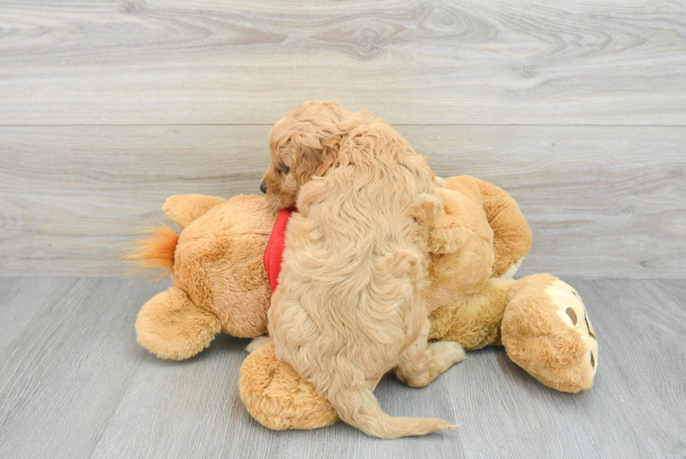 Cavapoo Puppy for Adoption