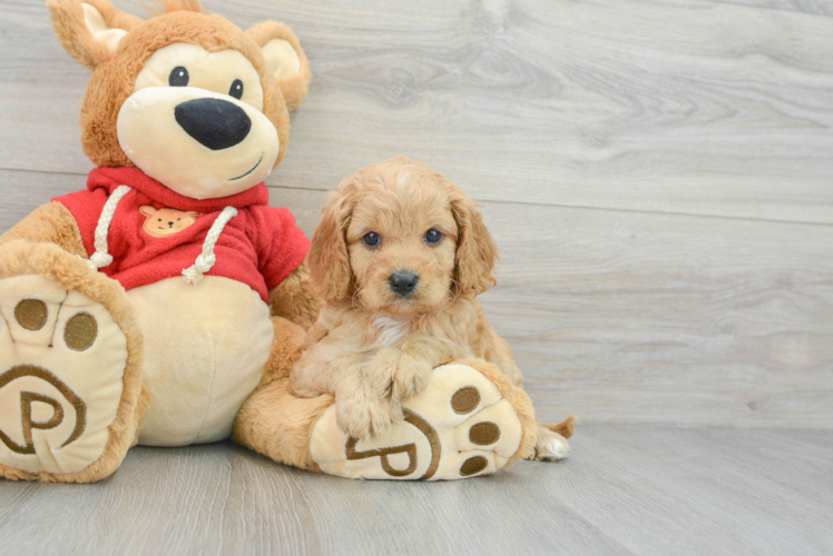 Happy Cavapoo Baby