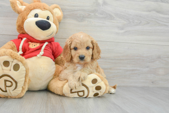 Happy Cavapoo Baby