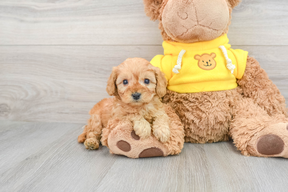 Fluffy Cavapoo Poodle Mix Pup