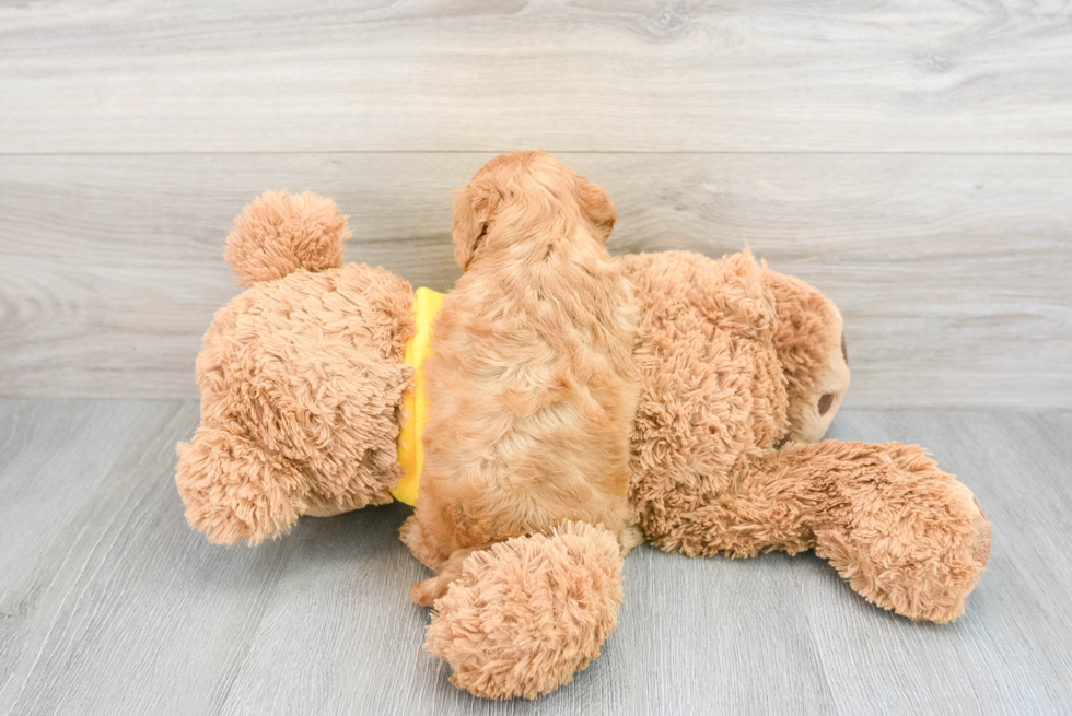 Funny Cavapoo Poodle Mix Pup