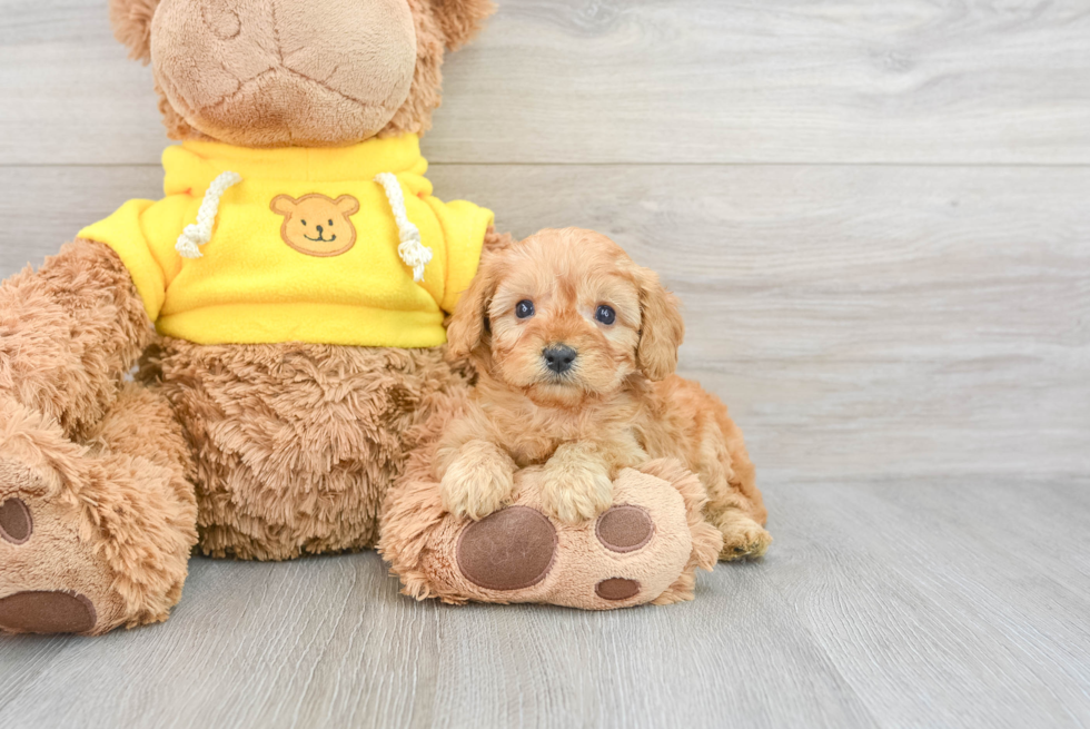 Popular Cavapoo Poodle Mix Pup