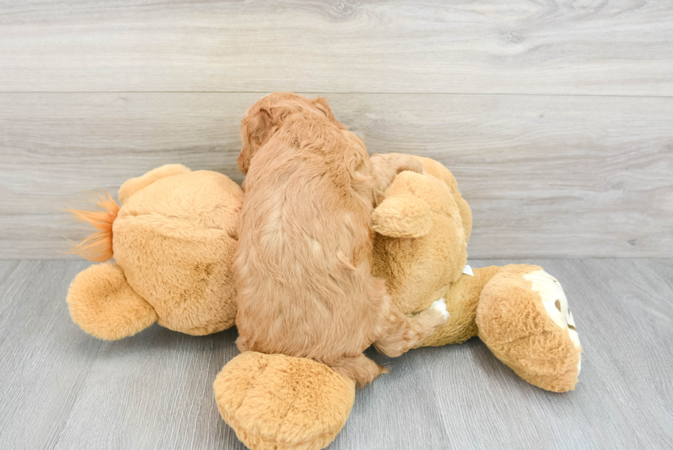 Happy Cavapoo Baby