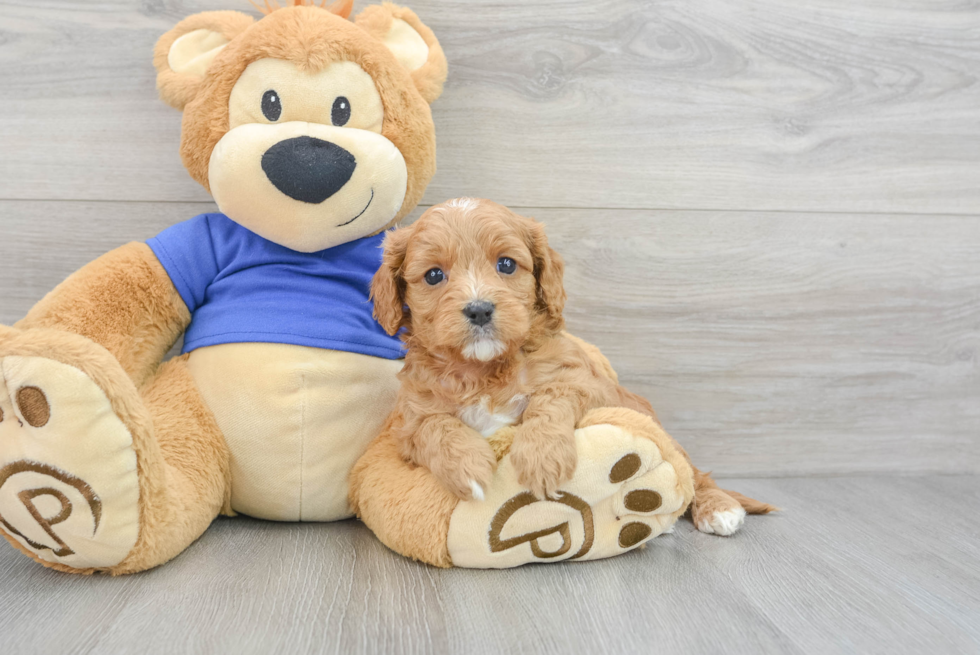 Funny Cavapoo Poodle Mix Pup