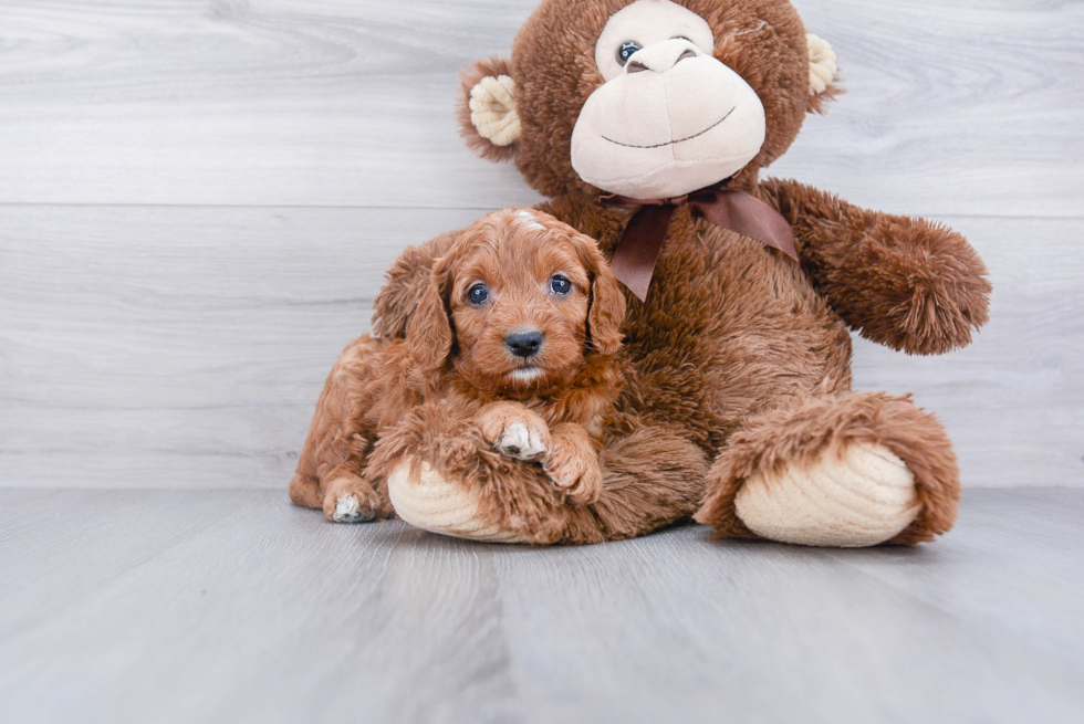 Cavapoo Puppy for Adoption