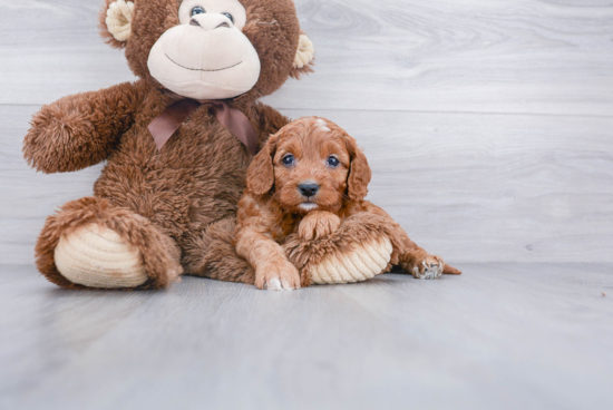 Sweet Cavapoo Baby