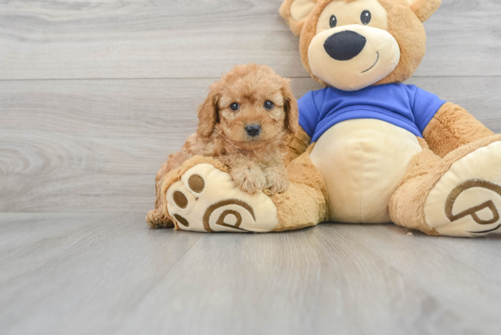 Cavapoo Pup Being Cute