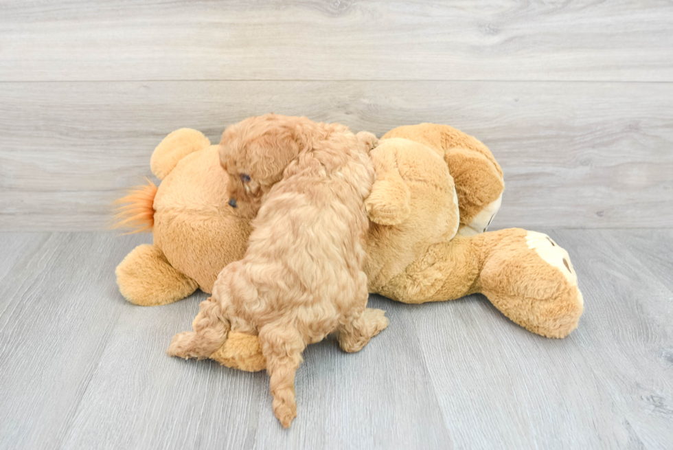 Energetic Cavoodle Poodle Mix Puppy