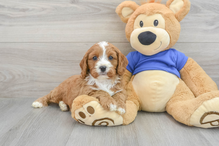 Energetic Cavoodle Poodle Mix Puppy