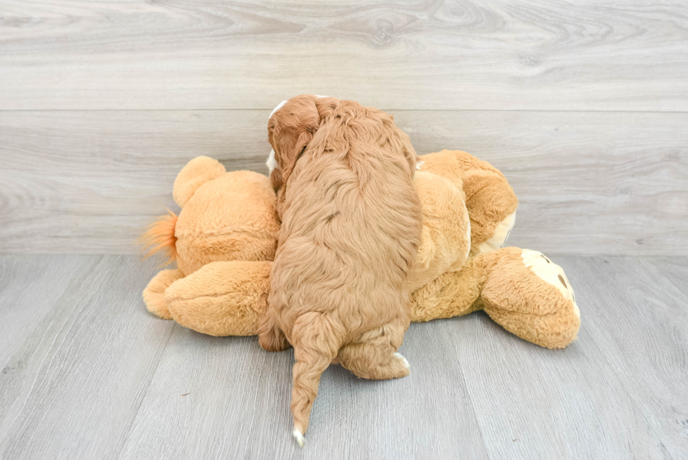 Hypoallergenic Cavoodle Poodle Mix Puppy