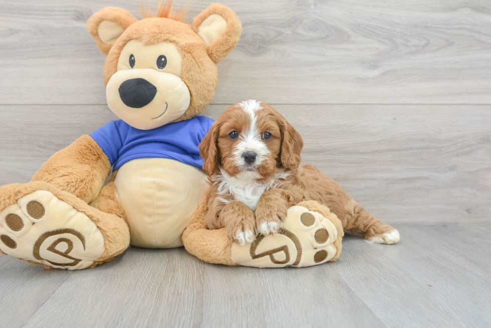 Cavapoo Pup Being Cute