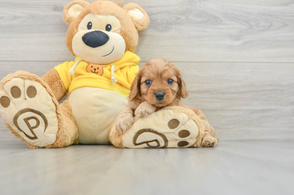 5 week old Cavapoo Puppy For Sale - Premier Pups