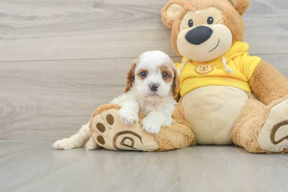 Smart Cavapoo Poodle Mix Pup