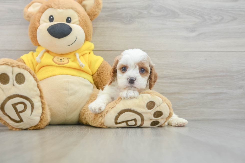 Cavapoo Pup Being Cute