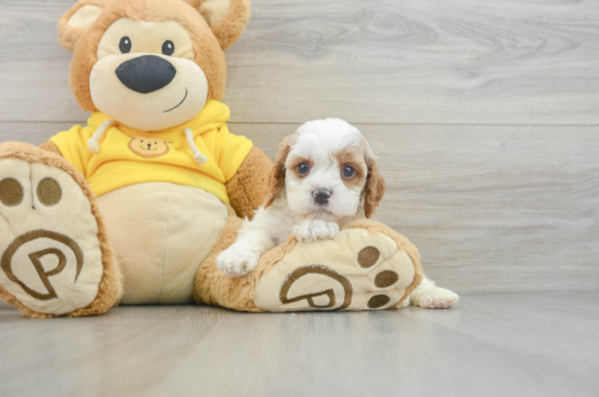 Cavapoo Pup Being Cute