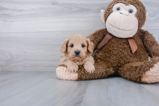 Cavapoo Pup Being Cute