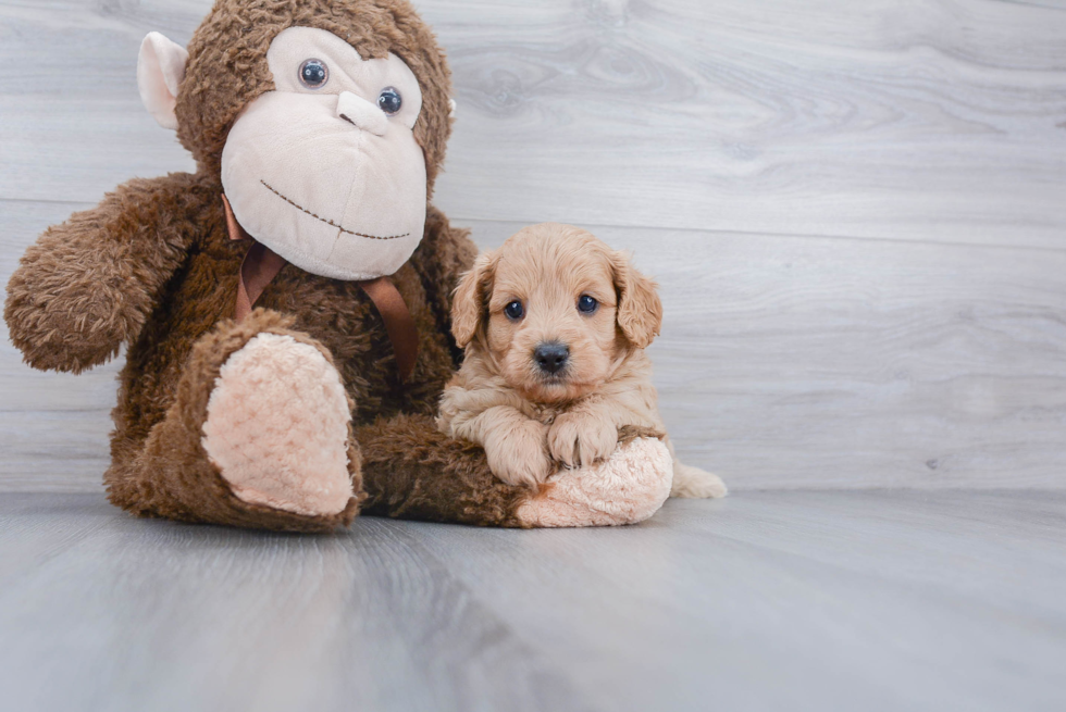 Fluffy Cavapoo Poodle Mix Pup