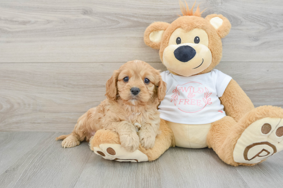 6 week old Cavapoo Puppy For Sale - Premier Pups