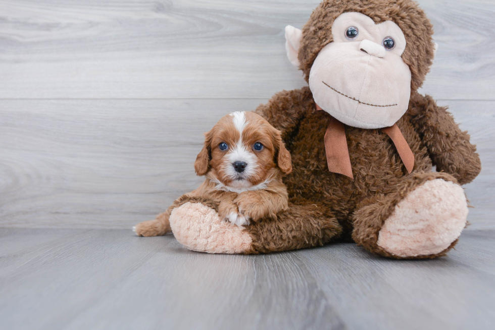 Cavapoo Puppy for Adoption