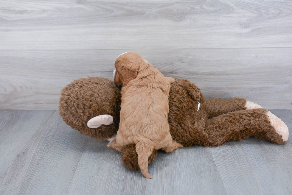 Cavapoo Pup Being Cute