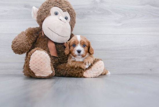 Small Cavapoo Baby