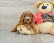 8 week old Cavapoo Puppy For Sale - Premier Pups