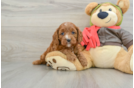 Energetic Cavoodle Poodle Mix Puppy