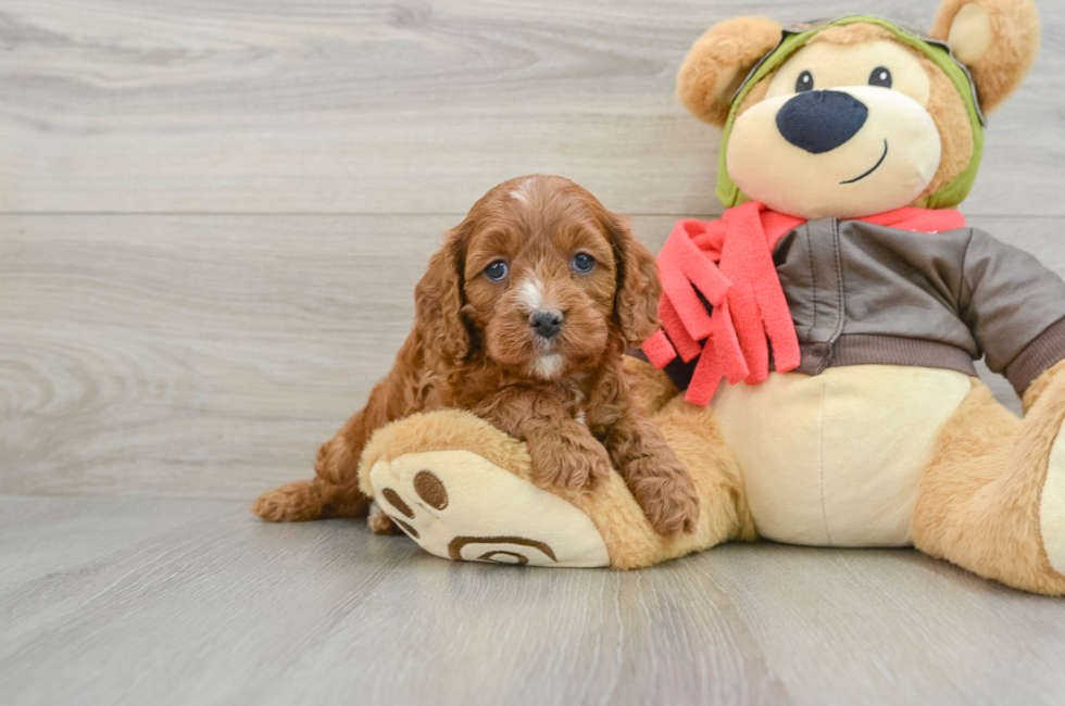 7 week old Cavapoo Puppy For Sale - Premier Pups