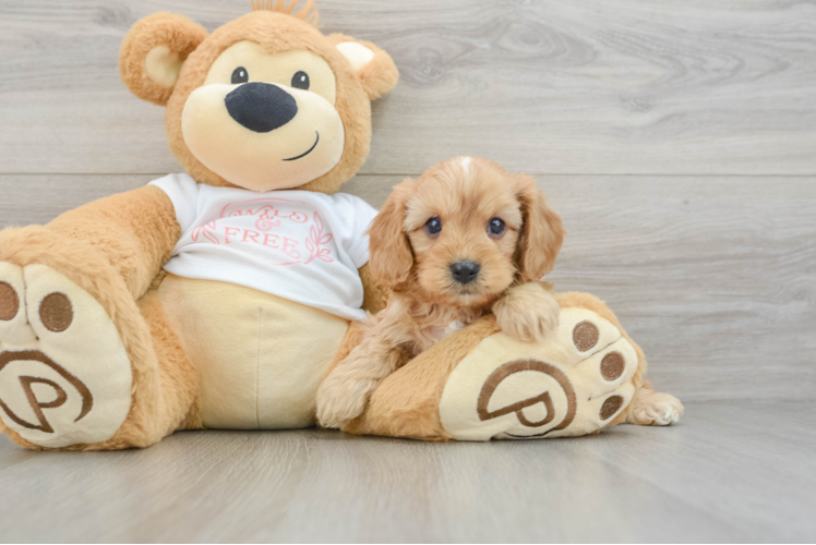 Little Cavipoo Poodle Mix Puppy