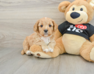 7 week old Cavapoo Puppy For Sale - Premier Pups