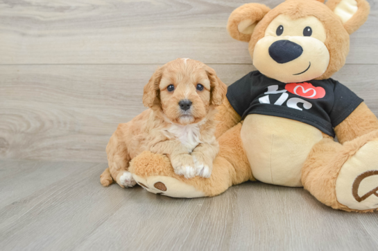 Fluffy Cavapoo Poodle Mix Pup