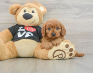 8 week old Cavapoo Puppy For Sale - Premier Pups