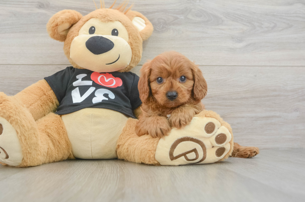 6 week old Cavapoo Puppy For Sale - Premier Pups
