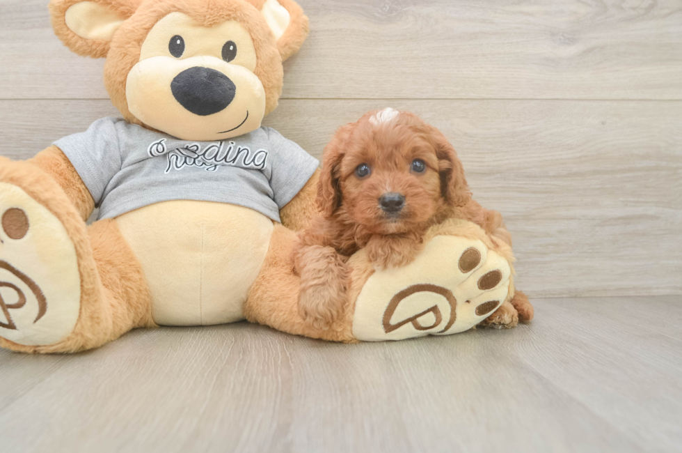 5 week old Cavapoo Puppy For Sale - Premier Pups