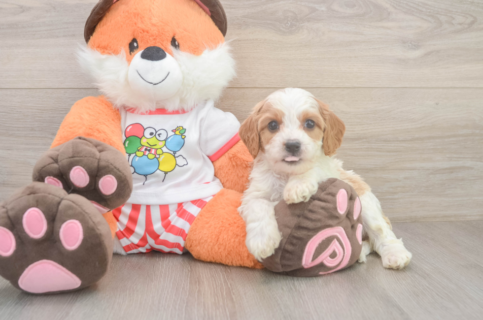 5 week old Cavapoo Puppy For Sale - Premier Pups