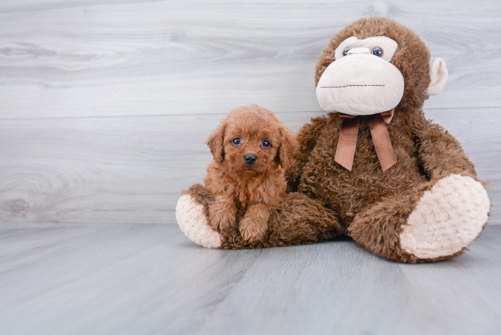 Cavapoo Pup Being Cute