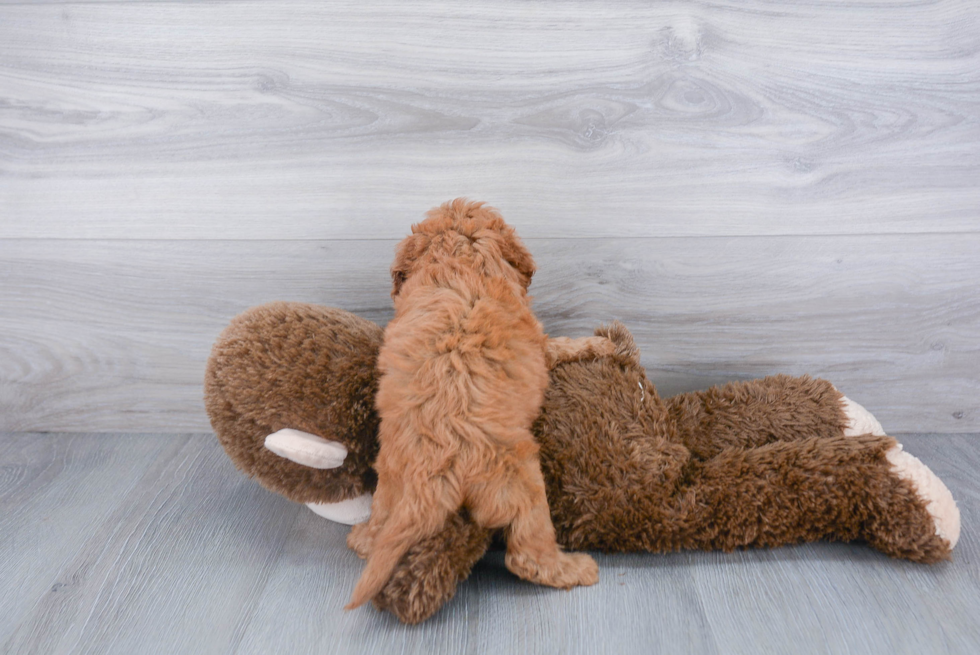 Cute Cavapoo Baby