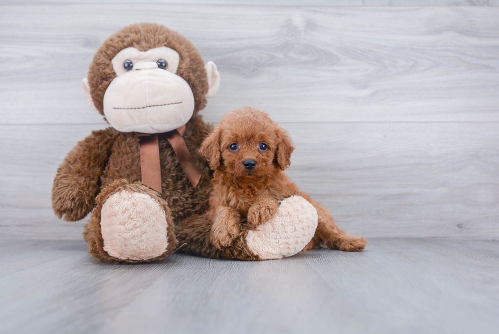 Best Cavapoo Baby