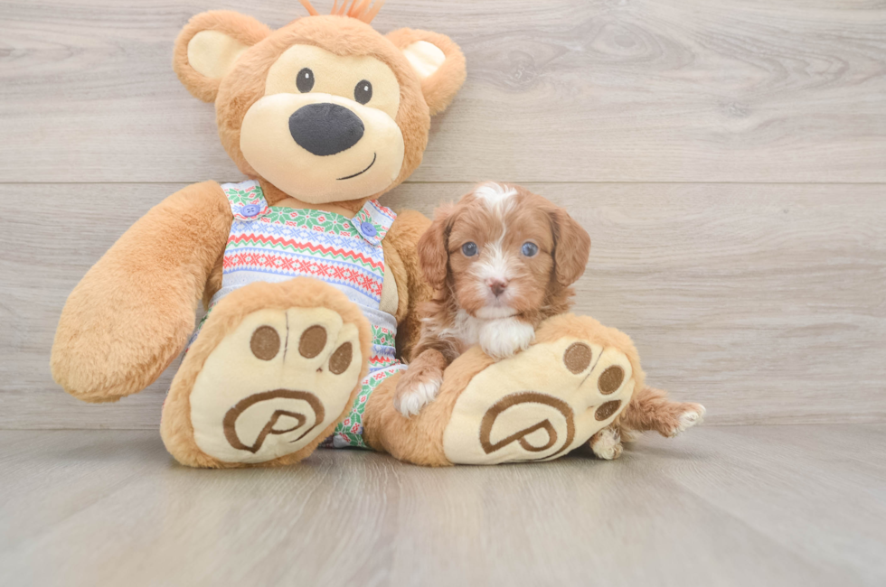 5 week old Cavapoo Puppy For Sale - Premier Pups