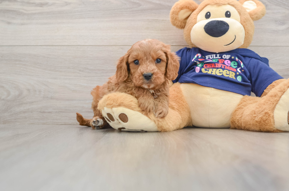 5 week old Cavapoo Puppy For Sale - Premier Pups