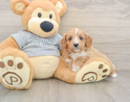 8 week old Cavapoo Puppy For Sale - Premier Pups