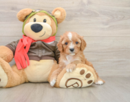 7 week old Cavapoo Puppy For Sale - Premier Pups