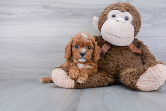 Best Cavapoo Baby